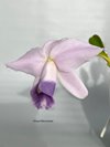 Laelia pumila coerulea '#2' x Laelia pumila coerulea 'Da. Rosinha' 💙.